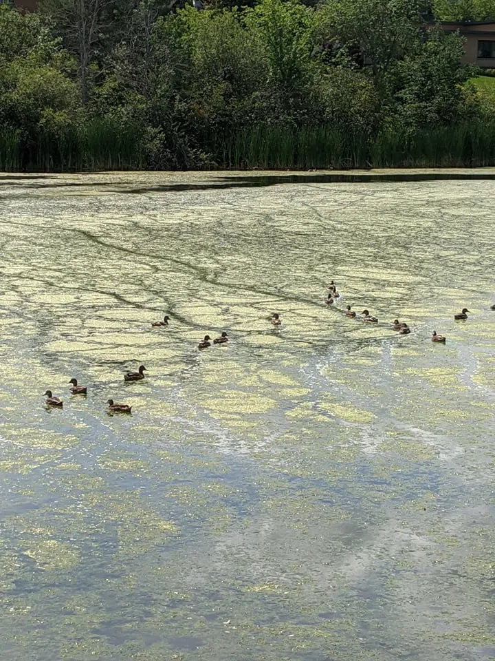 City Reassures Algae Bloom On Jones Lake Not Dangerous
