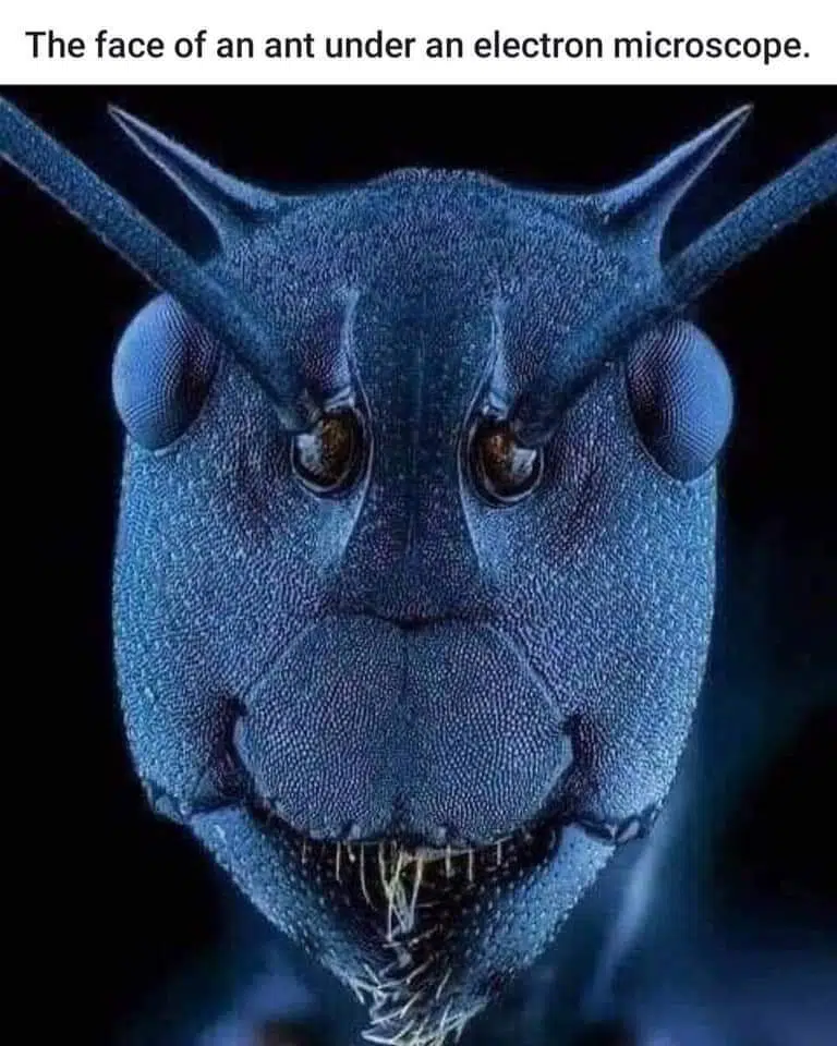 I have a massive ant hill in my flower bed