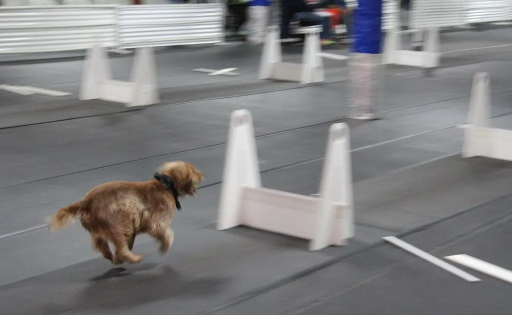Flyball Tournament Planned For Petitcodiac Arena 91.9 The Bend