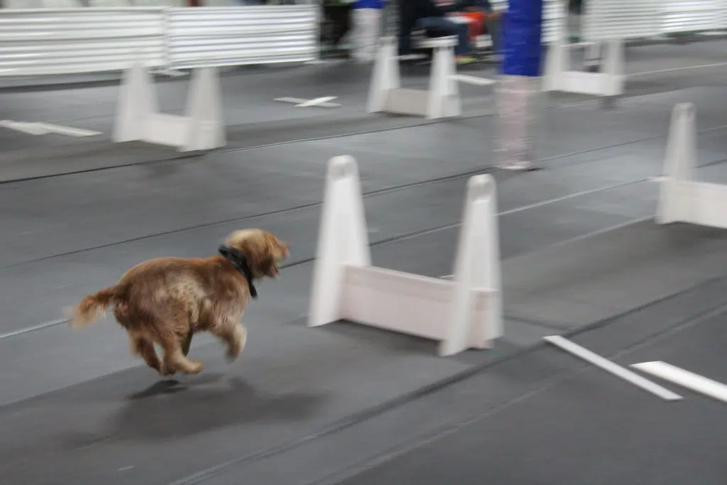 Flyball Tournament Planned For Petitcodiac Arena