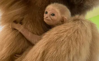 Help Name the Baby White Handed Gibbon