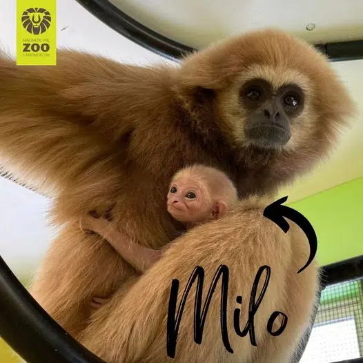 Welcome To Milo, The White Handed Gibbon