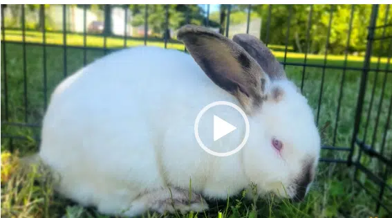 This weeks pet of the week Hare-y potter
