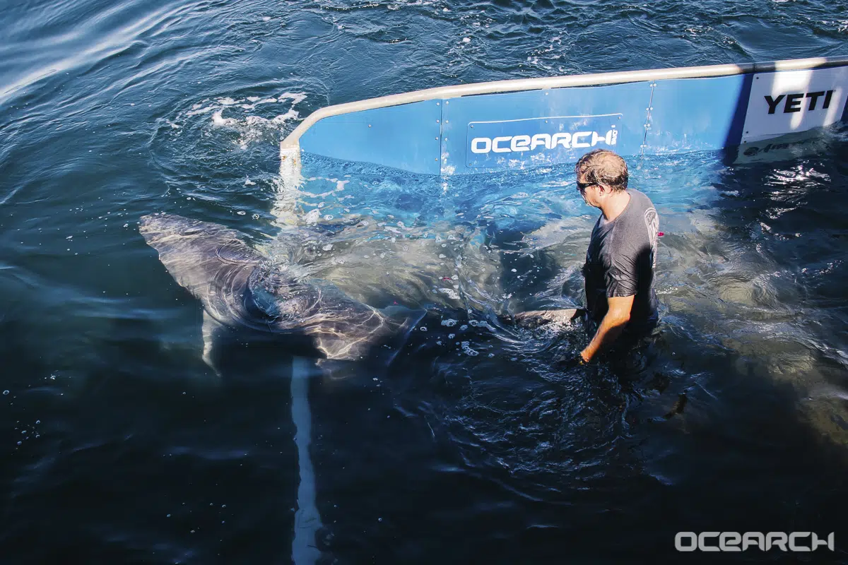 Attitudes About Great White Sharks Changing, Says Ocearch Founder