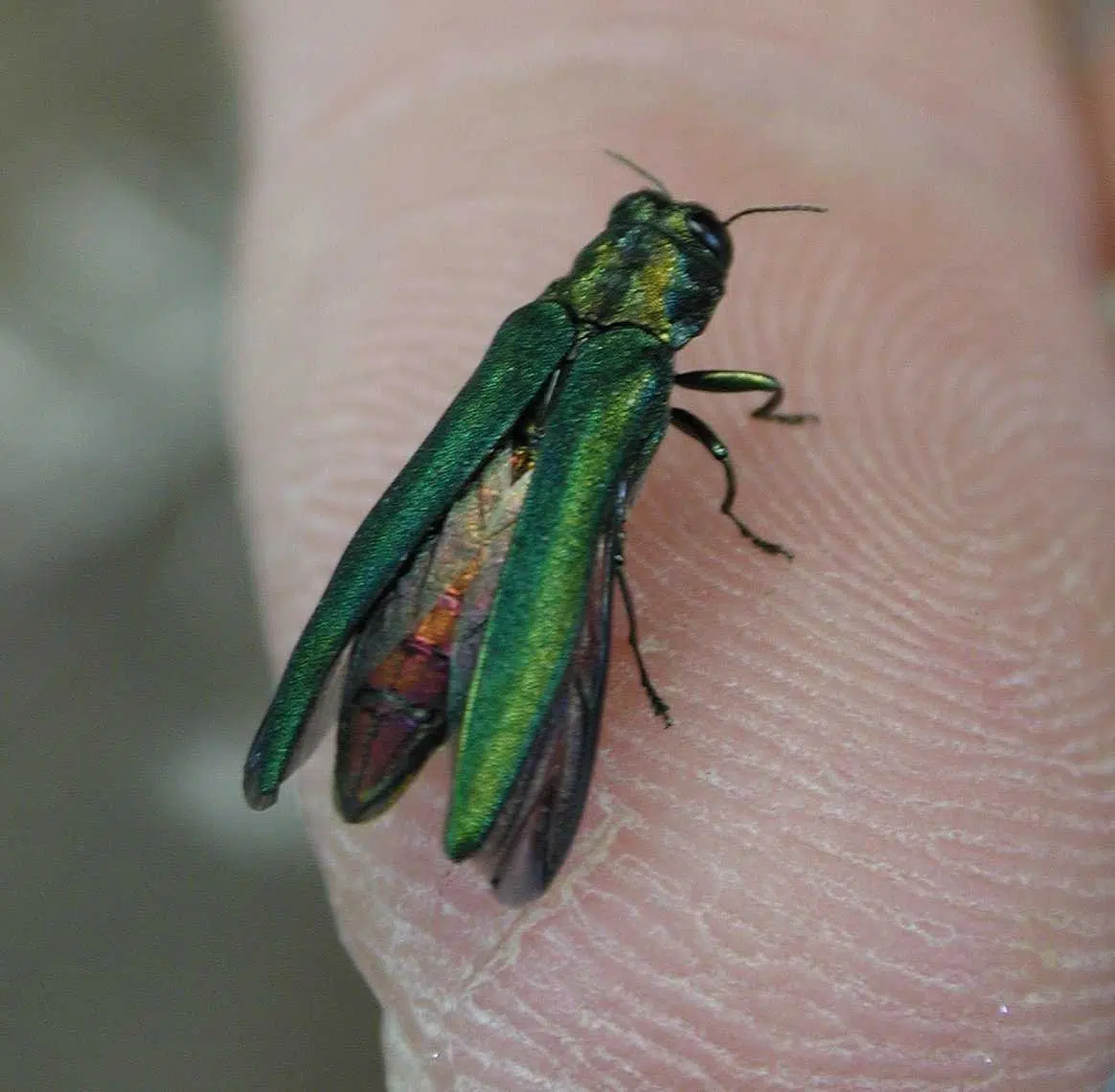 Tree-Killing Beetle Is Hitching A Ride With Firewood