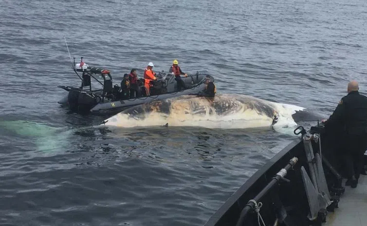Human Activity Behind Most Right Whale Deaths - Report