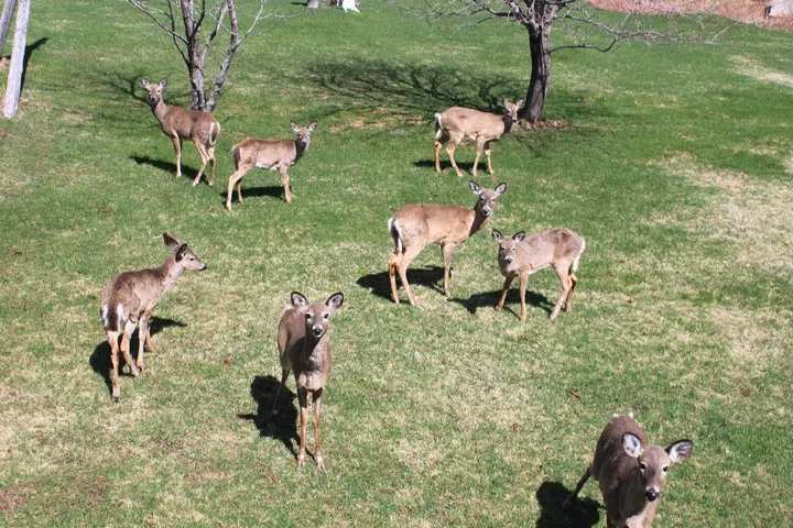 Deer Nuisance Program Will Run This Fall 