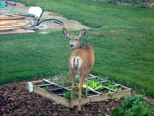 Feeding Deer Now Illegal In Saint John 