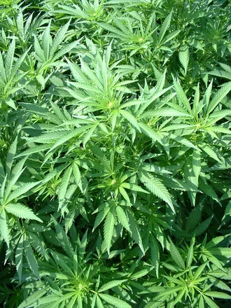PEI Unveils Cannabis Regulations, Signs Supply Deals