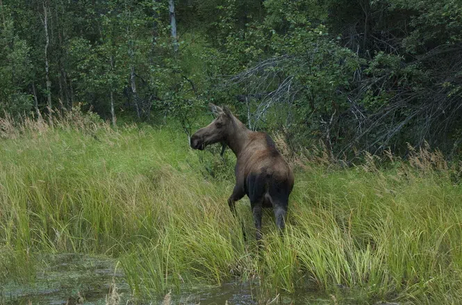 2017 NB Moose Draw Application Period Begins Today