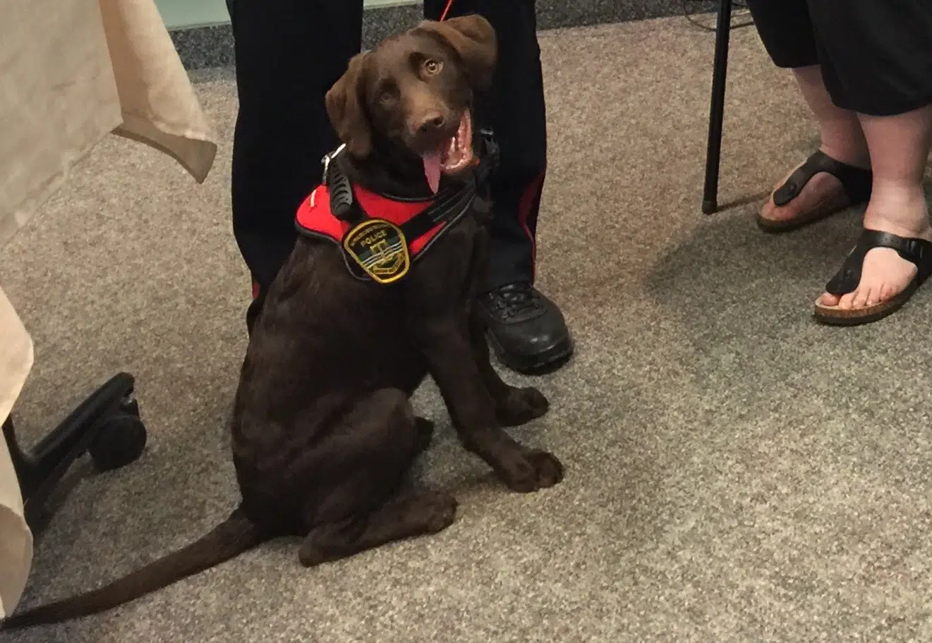 Meet Rosa, K.V.'s Newest Police Recruit