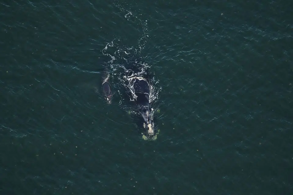 Newborn Right Whale Injured By Propeller