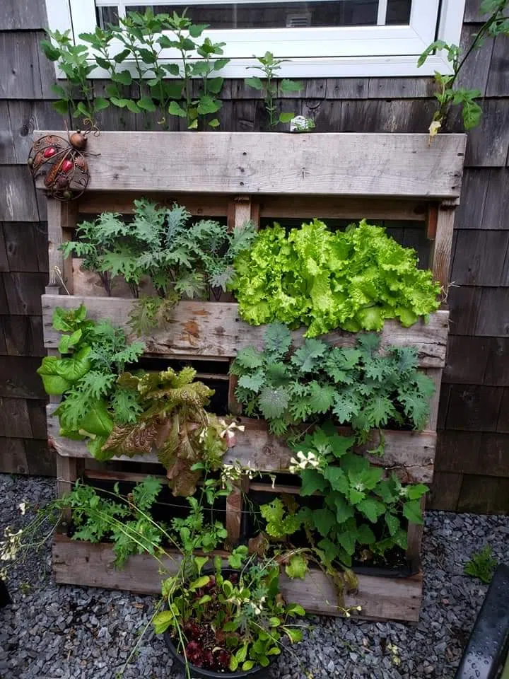 South End Communal Garden Returns