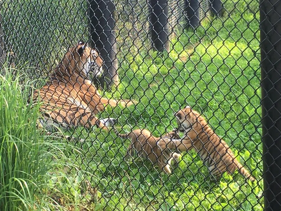 Zoo Visitors Get First Glimpse Of Amur Tiger Cubs