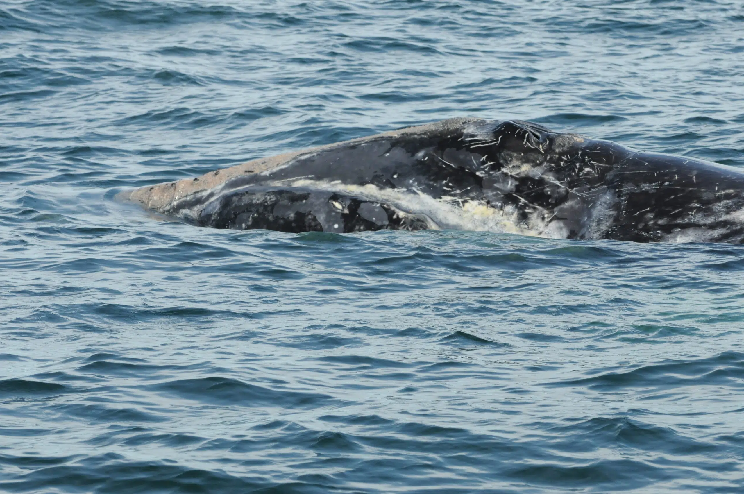 Unhealthy Right Whales In Bay Of Fundy Causing Concern