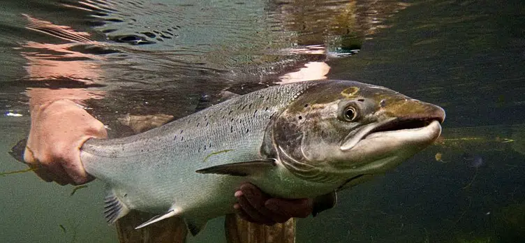 Atlantic Salmon Released Into Rivers Of Fundy National Park