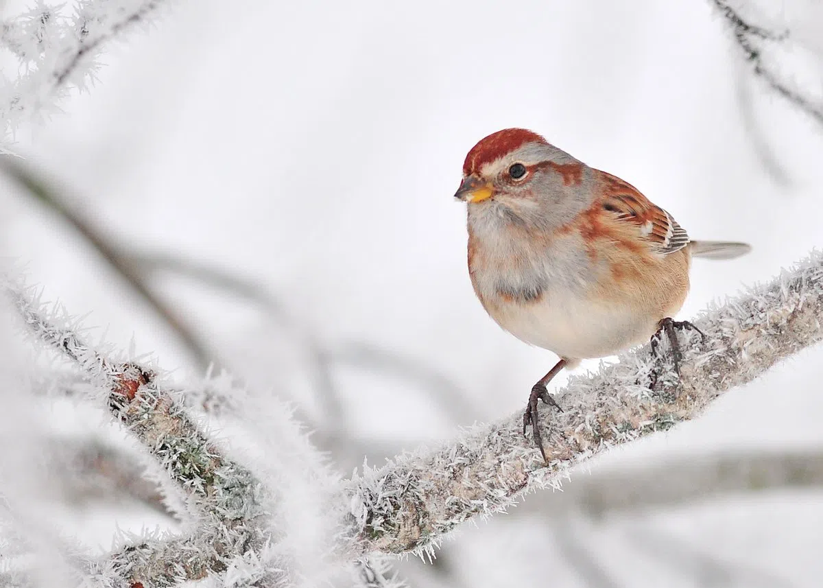 Annual Christmas Bird Count Rescheduled