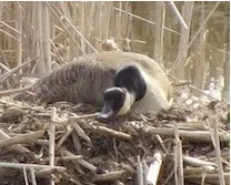 Concern For Motorists And Canada Geese Around Dieppe Traffic Circle