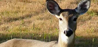 More Deer Near NB Roads This Spring