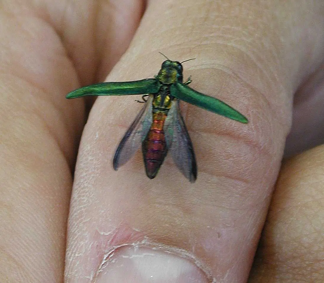 Spread Of Emerald Ash Borer A Concern: Conservation Group