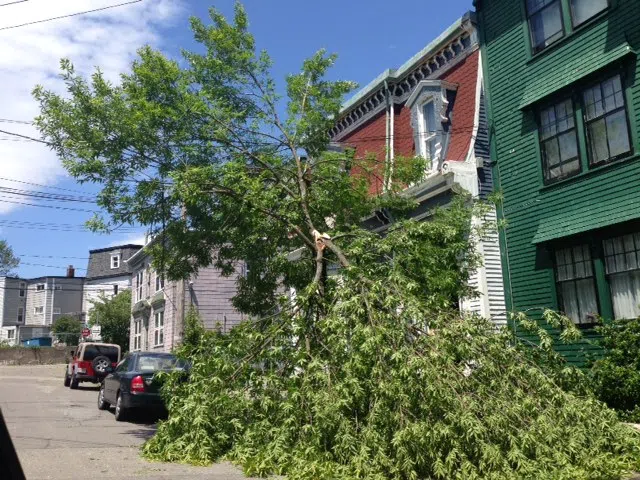 City Will Pick Up Broken Tree Limbs And Branches