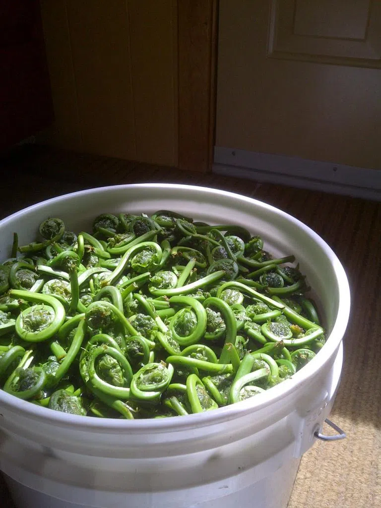 Wash And Cook Fiddleheads Properly To Avoid Food Poisoning