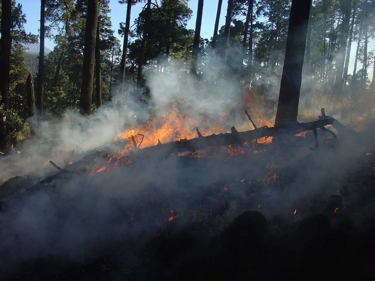 Forest Fire Season Begins Monday