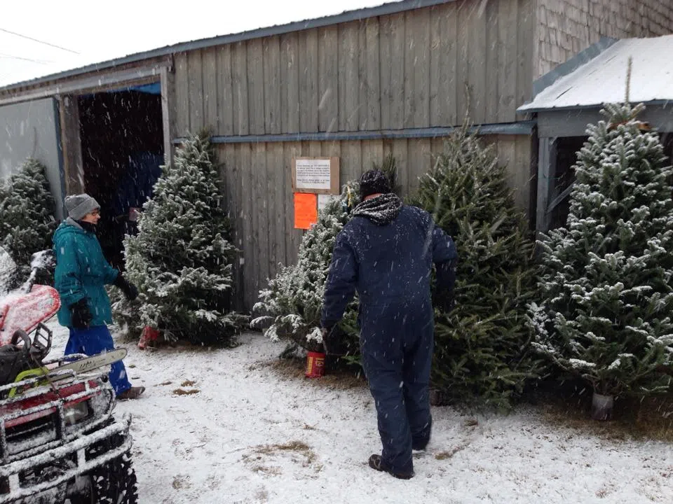 New Brunswickers Urged To Buy Real, Local Christmas Trees