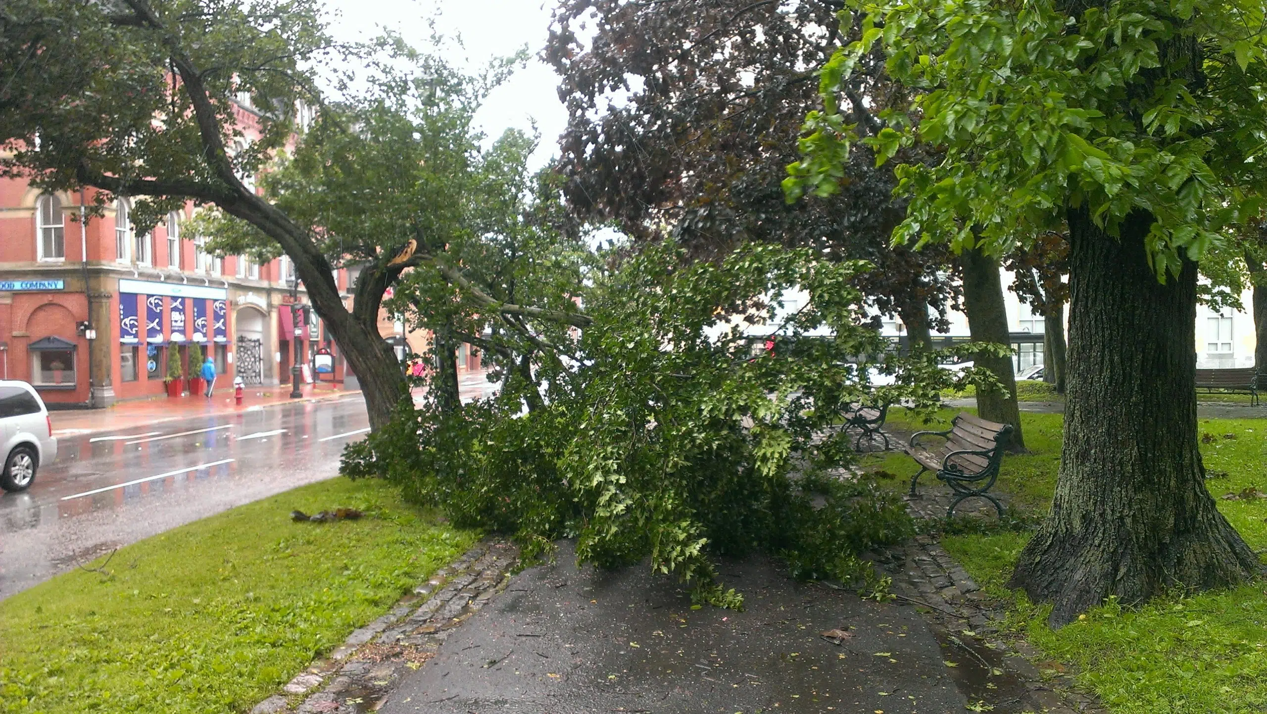 Some Storm-Damaged Trees In The City Can Be Salvaged