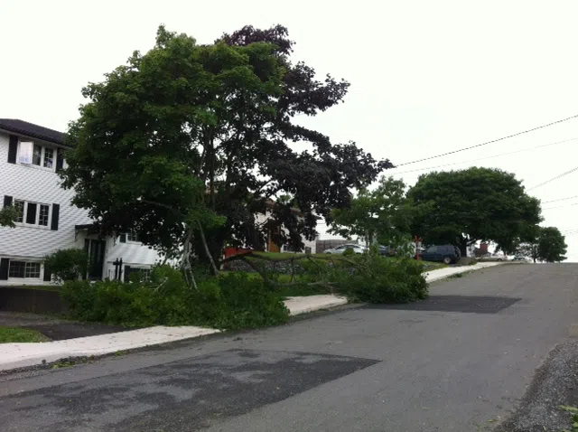 City Offering Residential Tree Cleanup Program After Arthur