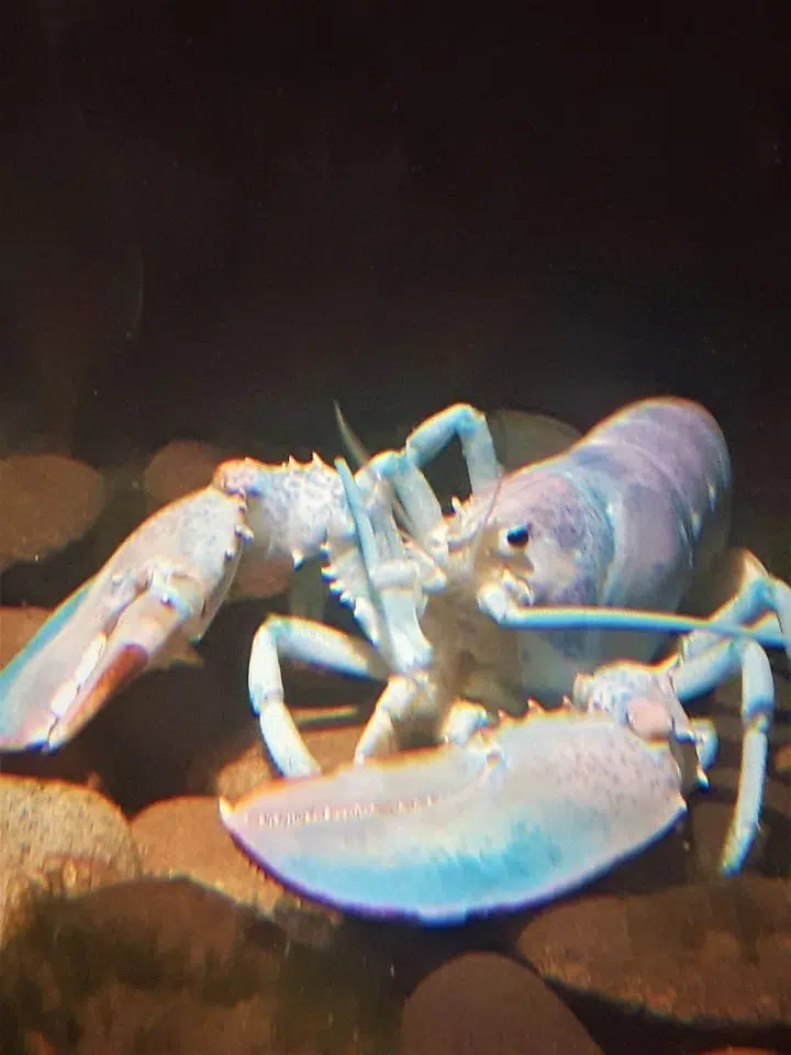 Cotton-Candy Lobster From Grand Manan Goes Viral