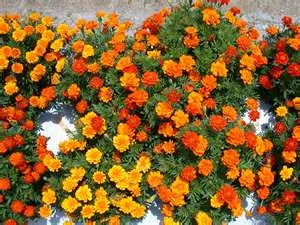 The 22nd Annual Marigolds Project Will Soon Be Getting Underway