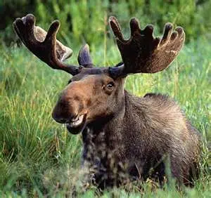 Moose Draw Applications Available Tomorrow