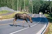 DTI Is Aware Of Damaged Moose Fencing On Route 7