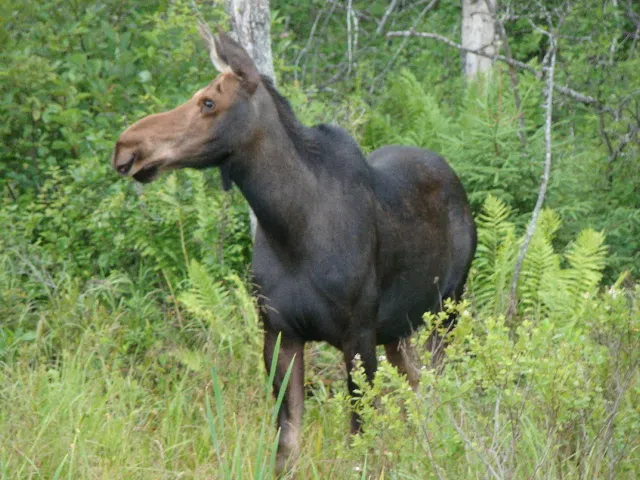 Collision Between Car And Moose