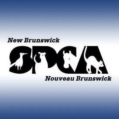 Owner Fined After One Dog Kills Another Near Fredericton