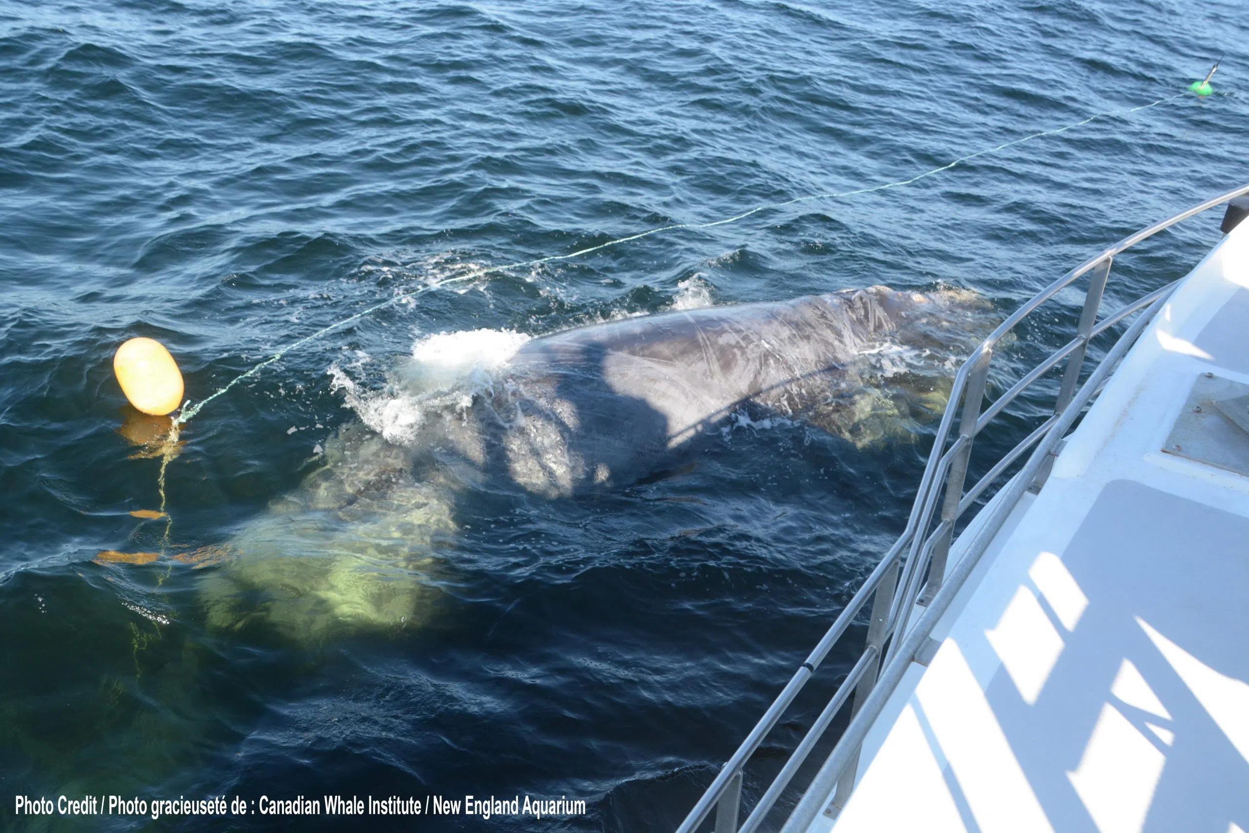 Scientists Combine Research To Glean Insights Into North Atlantic Right Whales