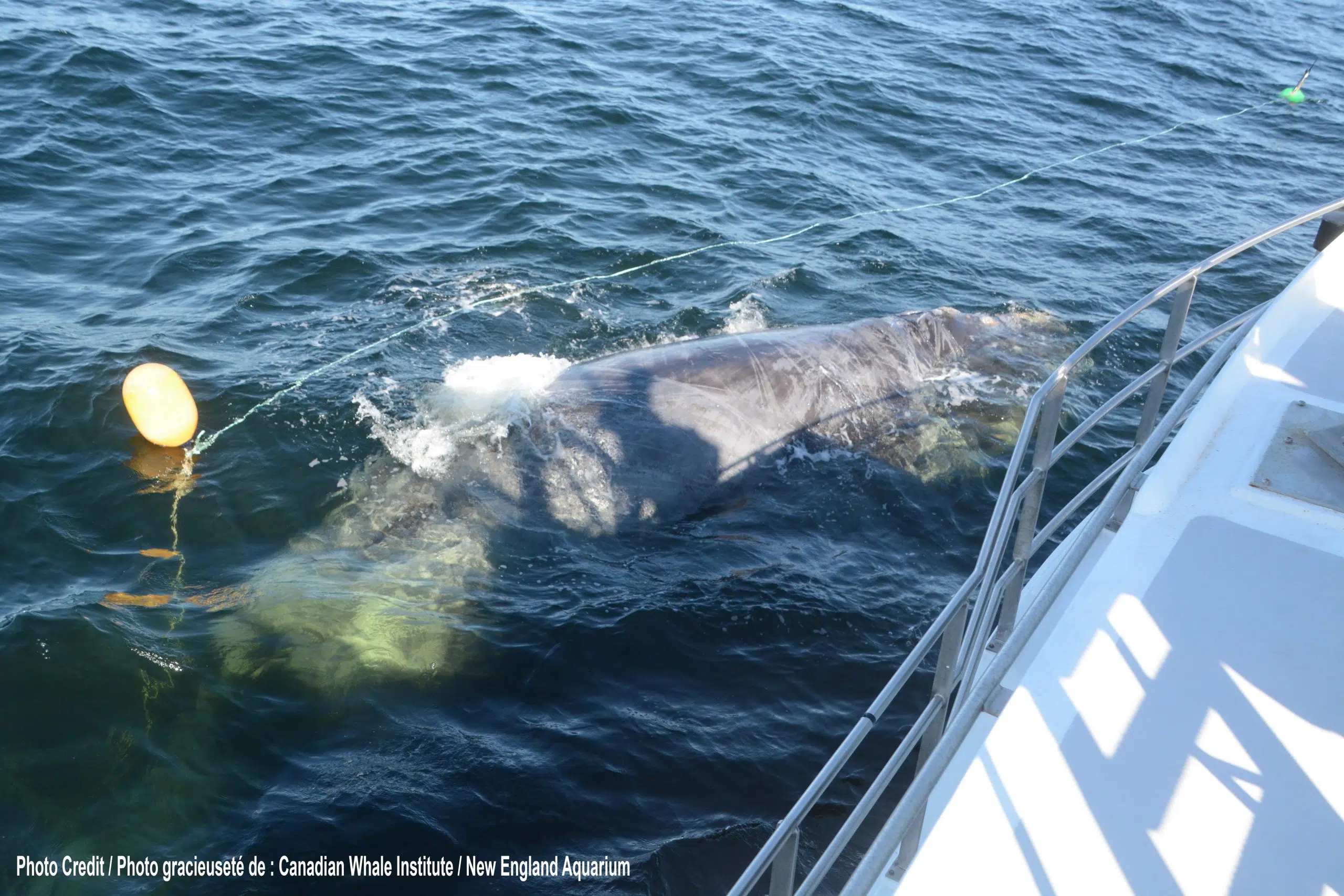 Speed Restrictions Lifted In Gulf Of St. Lawrence