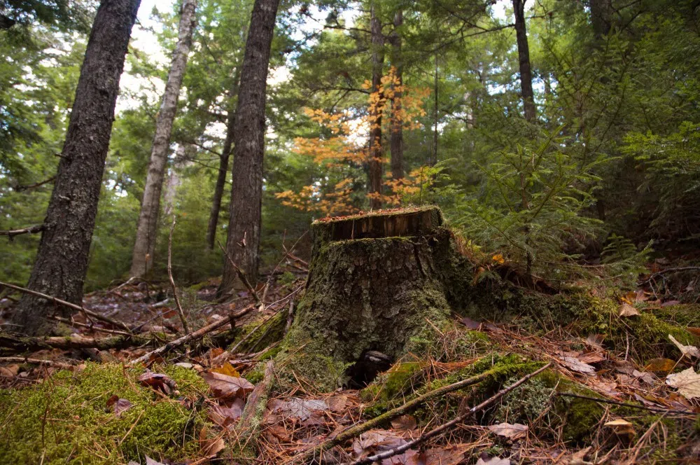 Cap And Trade Program Could Mean Millions For N.B. Woodlot Owners, Group Says