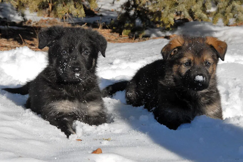 RCMP Puppies To Receive Names From Entries Across Canada