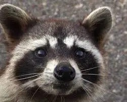 Police Get Racoon Call