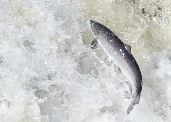 Crime Stoppers Urging People Who Witness Salmon Poaching To Call Them