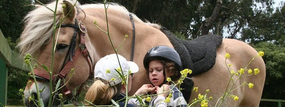 Shining Horizons Need Donations To Make Hay