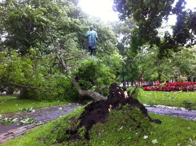 Get Those Branches and Trunks Off Your Property Next Week