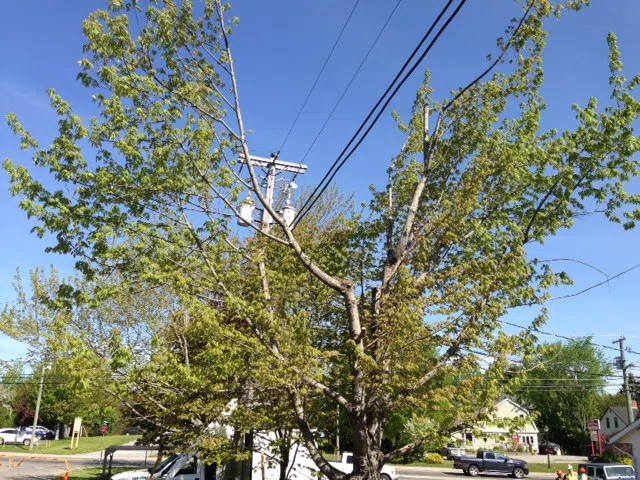 Watch:  Tree Trimming Demonstration in Rothesay