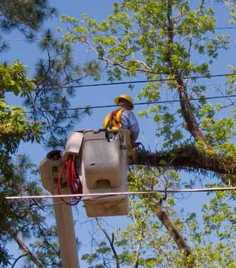 NB Power Invests In Tree Trimming