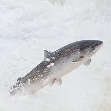 Big Bucks For Atlantic Salmon Recovery