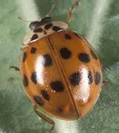 Asian Lady Beetles Invasion In New Brunswick