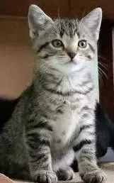 NB SPCA Says Keep Cats Indoors