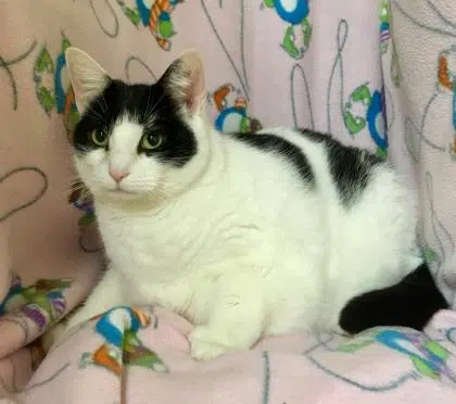 Greater Moncton SPCA Says "Chubby Cats Need Love Too"